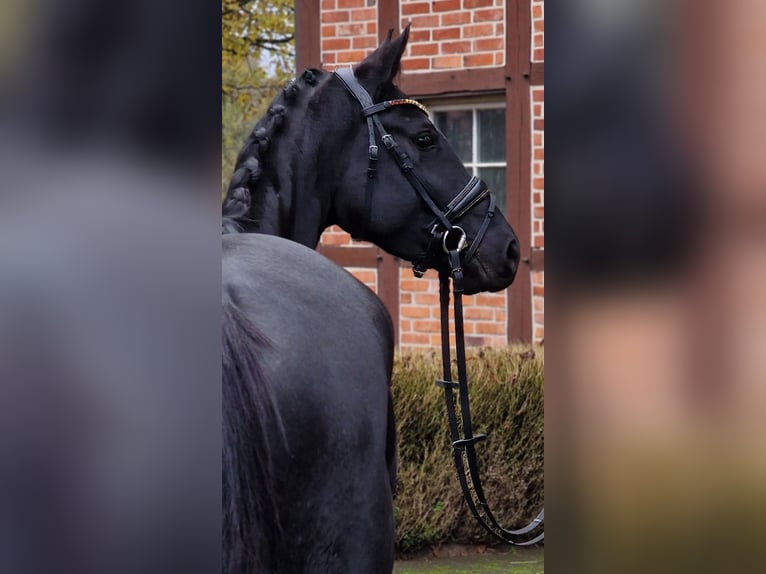 Westfaliano Giumenta 4 Anni 158 cm Morello in Warendorf