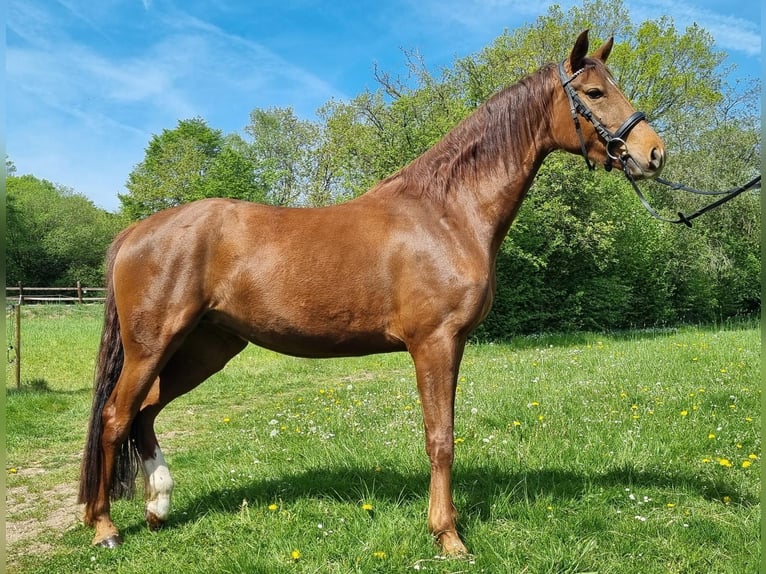 Westfaliano Giumenta 4 Anni 158 cm Sauro scuro in Raeren