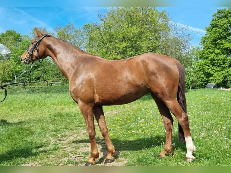 Westfaliano Giumenta 4 Anni 158 cm Sauro scuro in Raeren