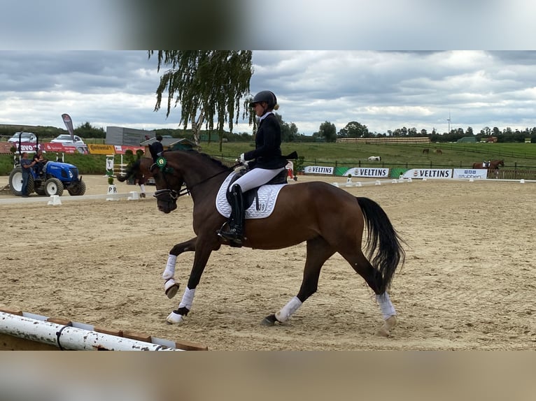 Westfaliano Giumenta 4 Anni 159 cm Baio in Dortmund