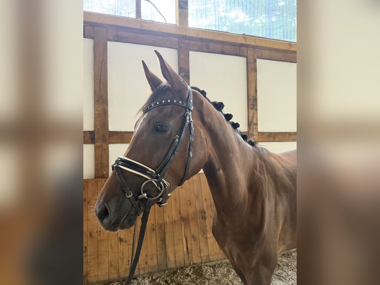 Westfaliano Giumenta 4 Anni 159 cm Sauro scuro in Petershagen