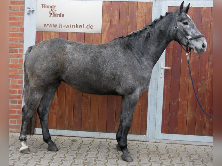 Westfaliano Giumenta 4 Anni 160 cm  in Dorsten