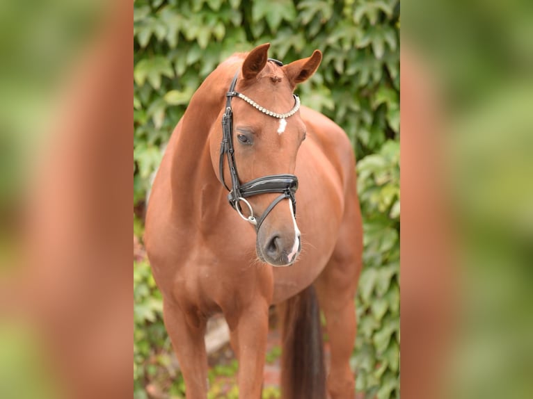Westfaliano Giumenta 4 Anni 160 cm Sauro in Rheda-Wiedenbr&#xFC;ck