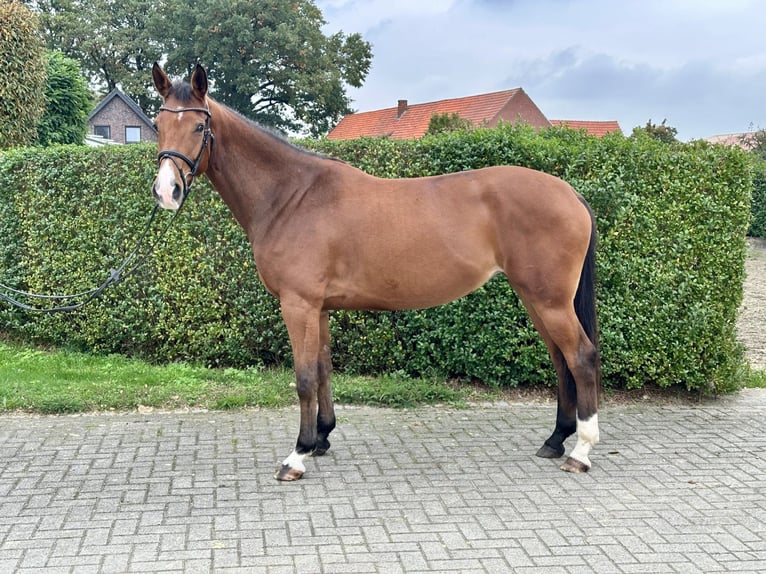 Westfaliano Giumenta 4 Anni 161 cm Baio in Warendorf