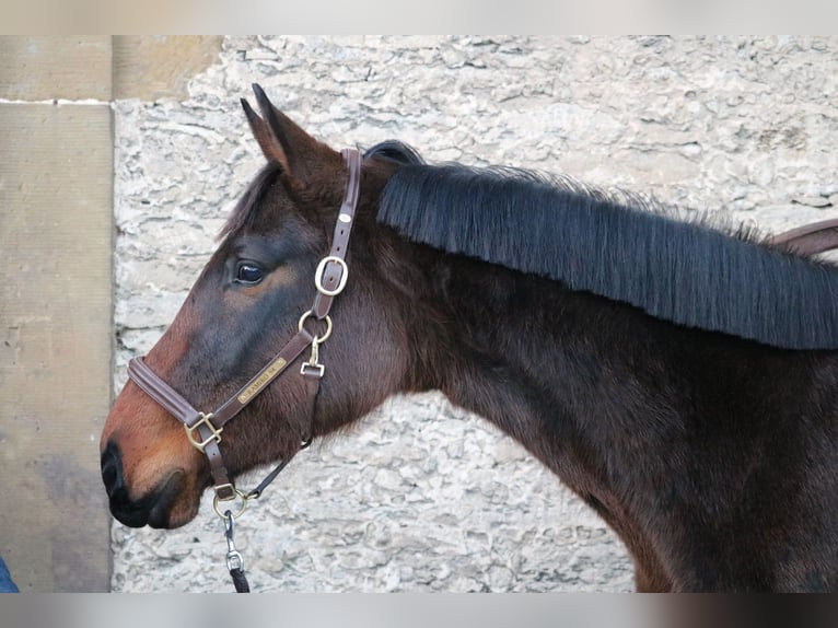 Westfaliano Giumenta 4 Anni 162 cm Baio scuro in Glandorf