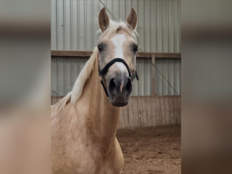 Westfaliano Giumenta 4 Anni 162 cm Palomino in Borgentreich