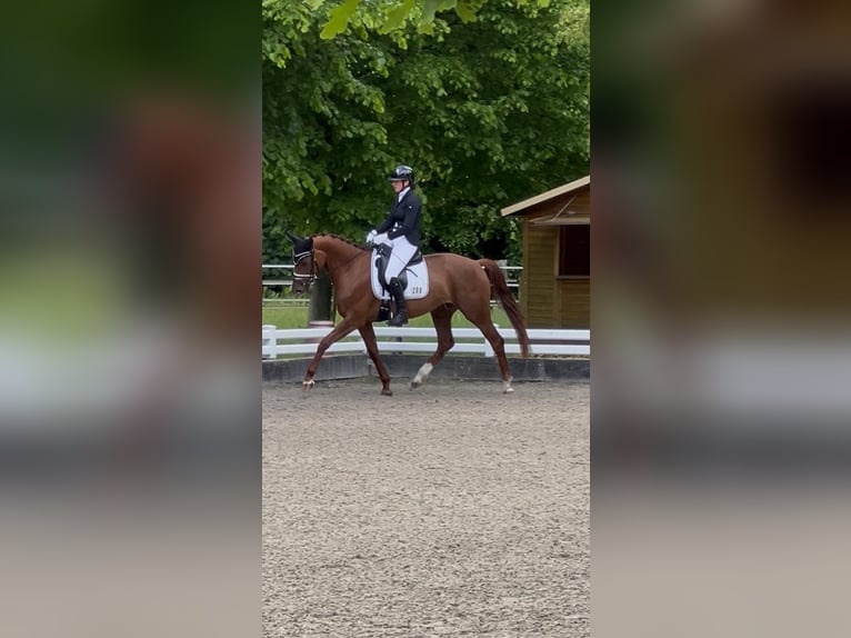 Westfaliano Giumenta 4 Anni 162 cm Sauro in Köln