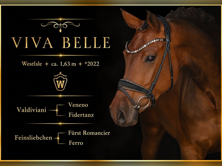 Westfaliano Giumenta 4 Anni 163 cm Baio in Wehringen