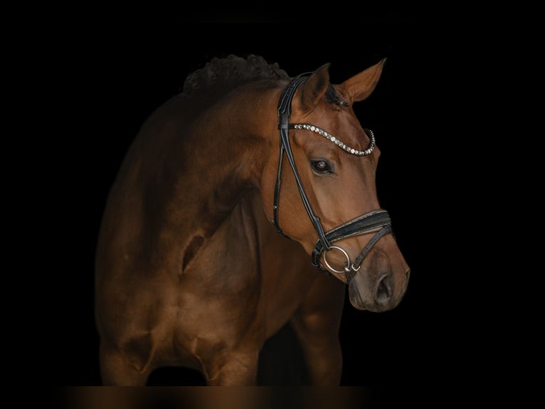 Westfaliano Giumenta 4 Anni 163 cm Baio in Wehringen