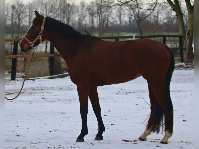 Westfaliano Giumenta 4 Anni 163 cm Baio scuro in Hamm