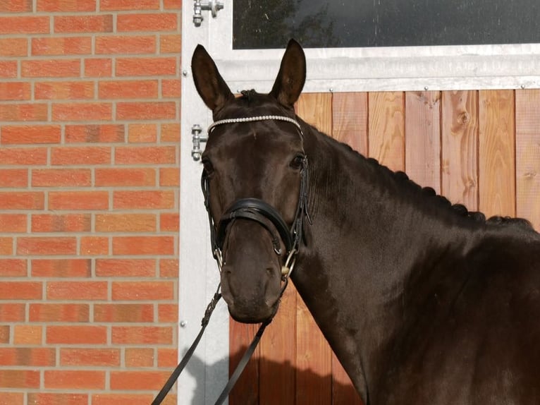 Westfaliano Giumenta 4 Anni 163 cm in Dorsten