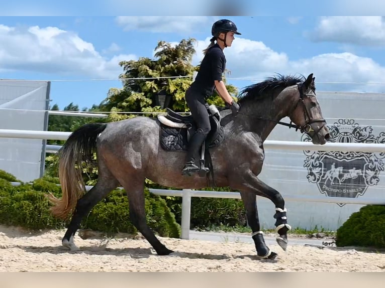 Westfaliano Giumenta 4 Anni 163 cm Grigio in Wysin