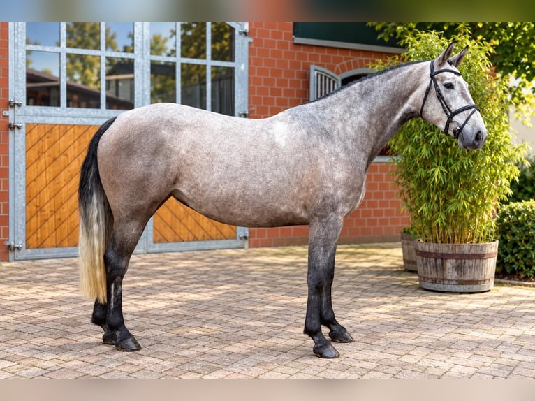 Westfaliano Giumenta 4 Anni 163 cm Grigio in Waltrop
