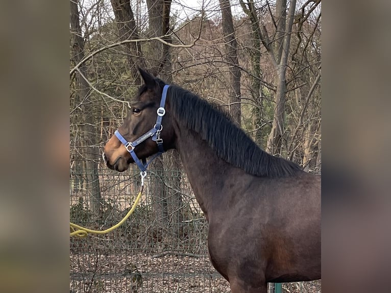 Westfaliano Giumenta 4 Anni 164 cm Baio in Verl