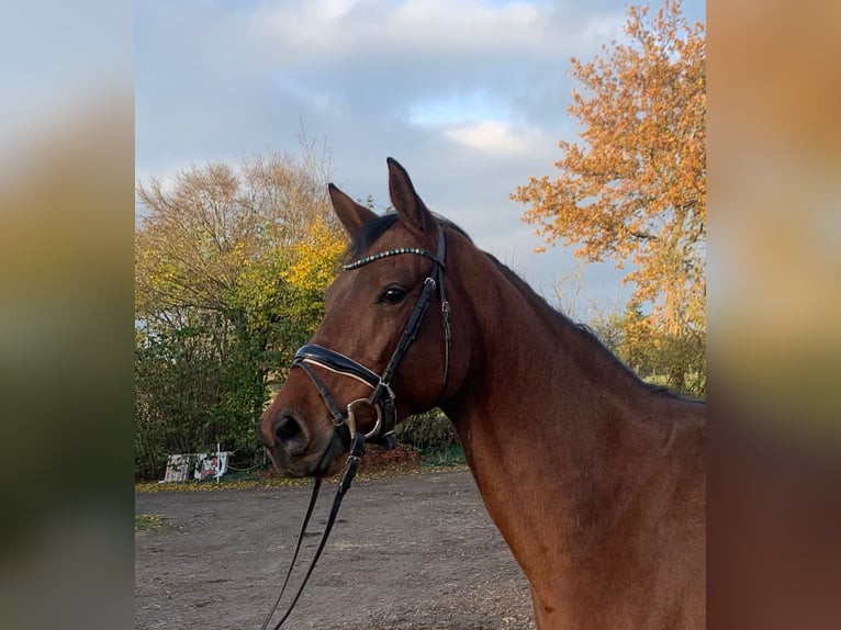 Westfaliano Giumenta 4 Anni 164 cm Baio in Hepstedt