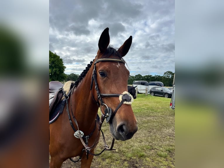 Westfaliano Giumenta 4 Anni 164 cm Baio in Borken