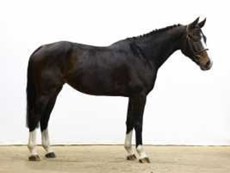 Westfaliano Giumenta 4 Anni 164 cm Baio scuro in Waddinxveen