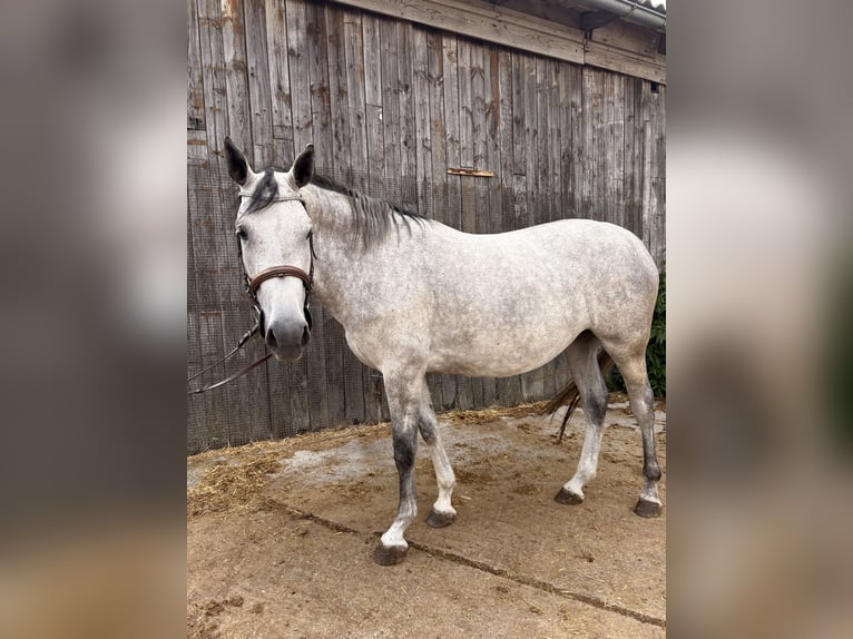 Westfaliano Giumenta 4 Anni 164 cm Grigio in Markt Nordheim
