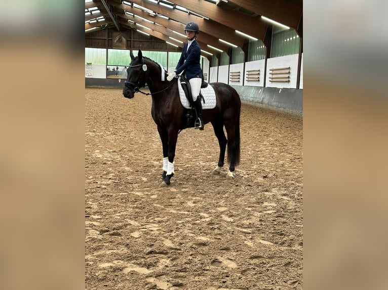 Westfaliano Giumenta 4 Anni 164 cm Morello in Nümbrecht