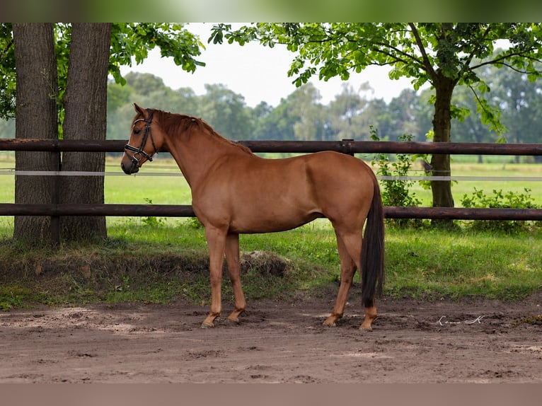Westfaliano Giumenta 4 Anni 164 cm Sauro in Rahden
