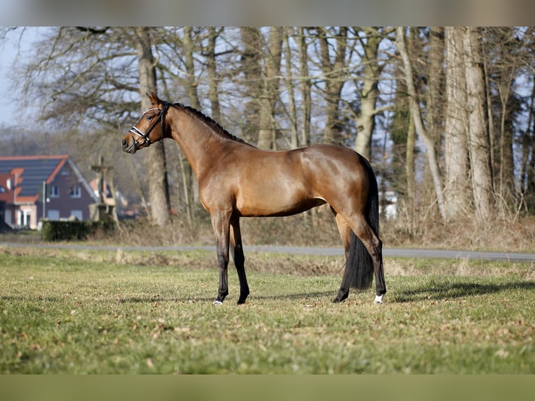 Westfaliano Giumenta 4 Anni 165 cm Baio in Steinfurt