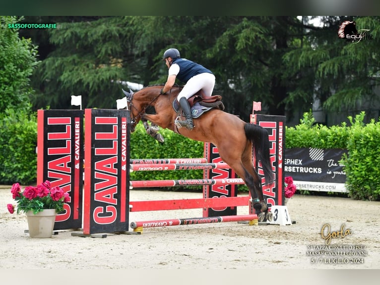 Westfaliano Giumenta 4 Anni 165 cm Baio in Rivolta D&#39;Adda