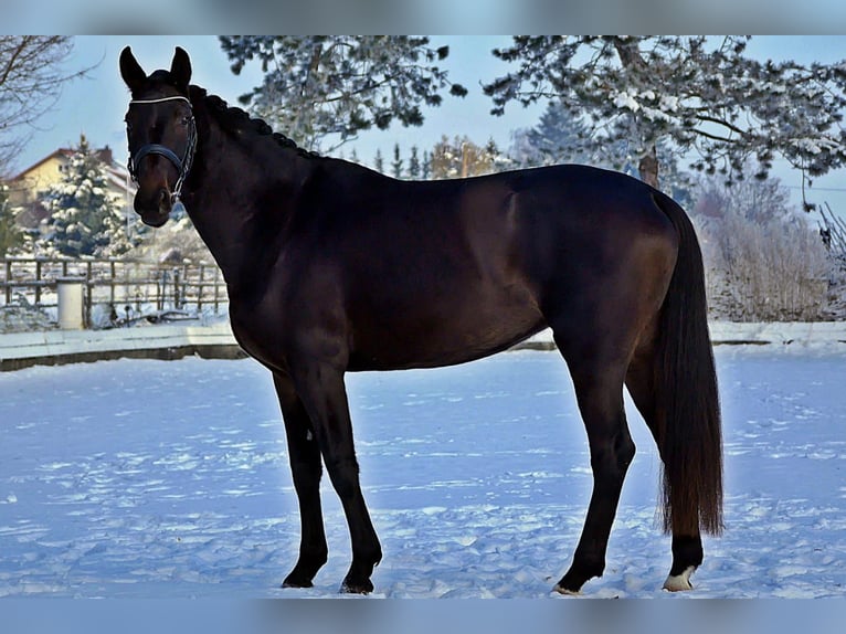 Westfaliano Giumenta 4 Anni 165 cm Baio nero in Bad Wörishofen