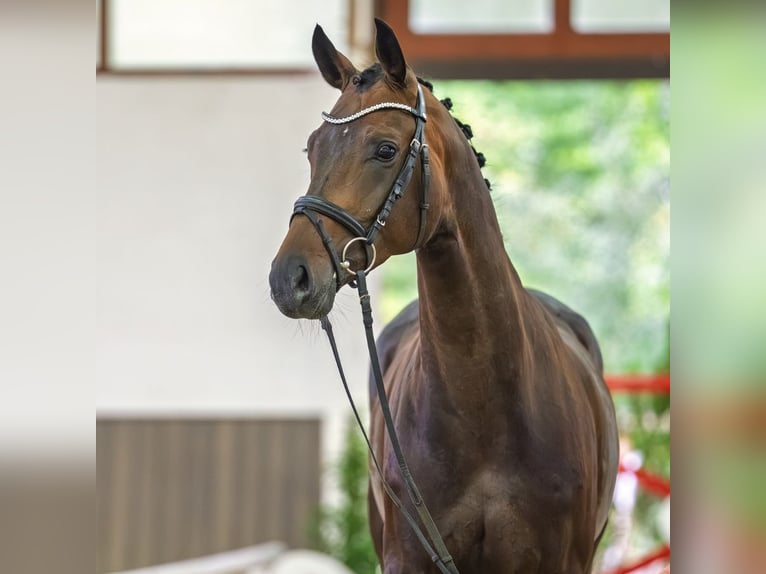 Westfaliano Giumenta 4 Anni 165 cm Baio scuro in Mnster-Handorf