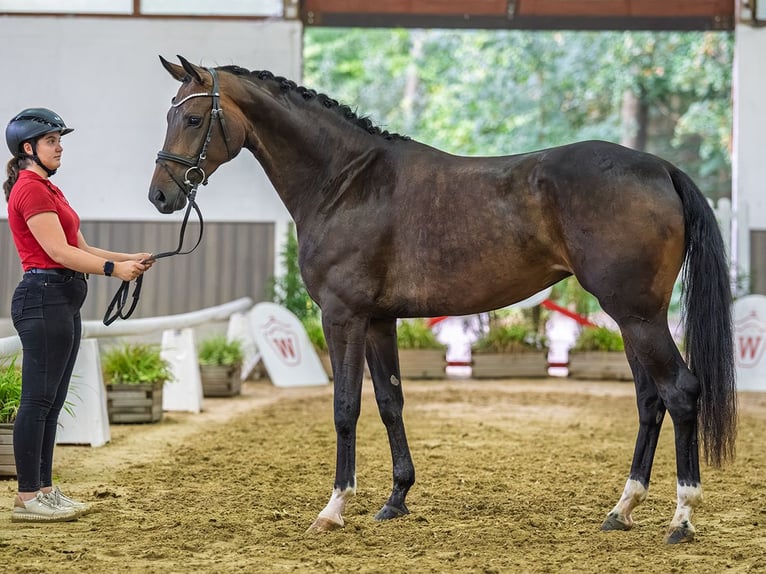 Westfaliano Giumenta 4 Anni 165 cm Baio scuro in Mnster-Handorf