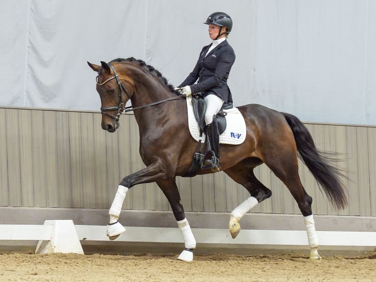Westfaliano Giumenta 4 Anni 165 cm Baio scuro in Mnster-Handorf