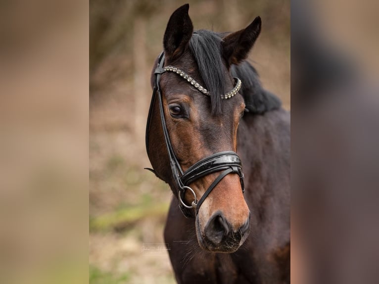 Westfaliano Giumenta 4 Anni 165 cm  in Siegen