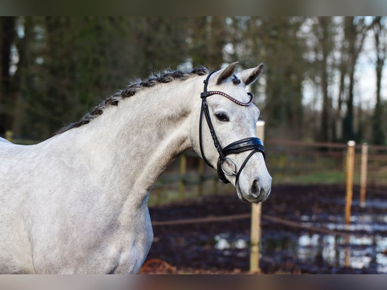 Westfaliano Giumenta 4 Anni 165 cm Grigio in Lienen
