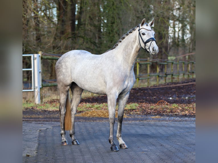 Westfaliano Giumenta 4 Anni 165 cm Grigio in Lienen