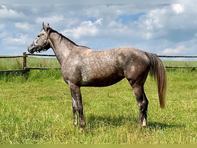 Westfaliano Giumenta 4 Anni 165 cm Grigio in Bruchmühlbach-Miesau