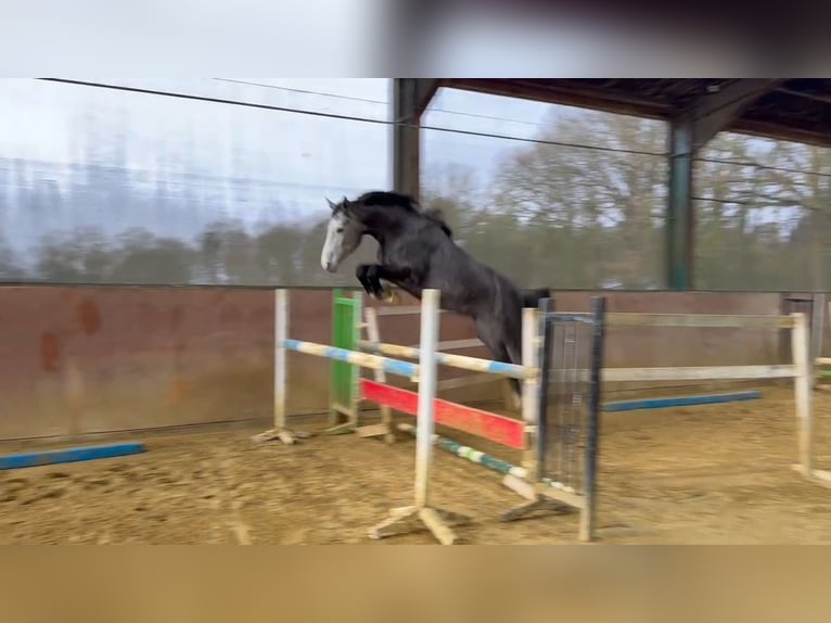 Westfaliano Giumenta 4 Anni 165 cm Grigio in Verl