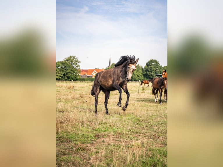Westfaliano Giumenta 4 Anni 165 cm Grigio pezzato in Glandorf