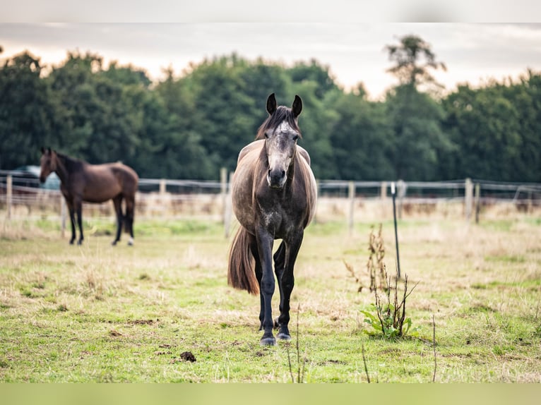 Westfaliano Giumenta 4 Anni 165 cm Grigio pezzato in Glandorf