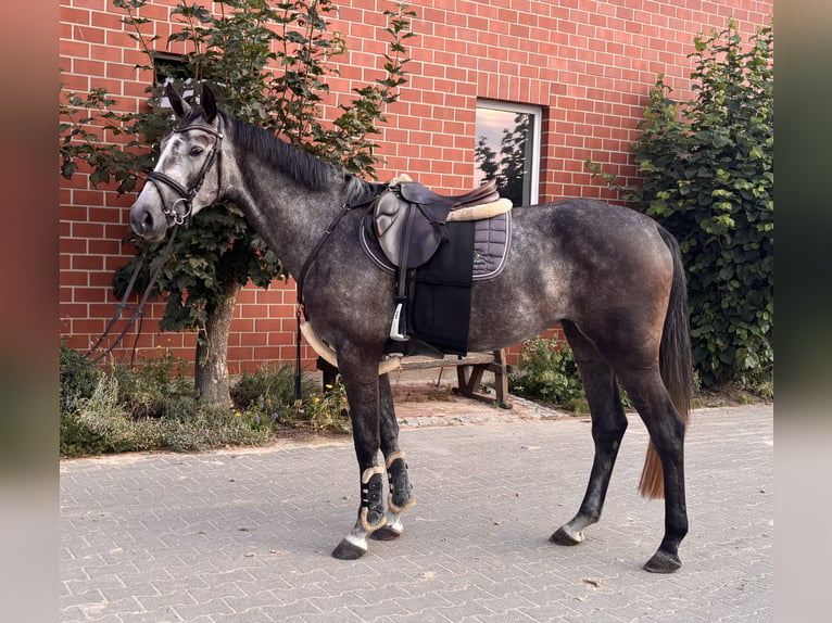 Westfaliano Giumenta 4 Anni 165 cm Grigio pezzato in Telgte