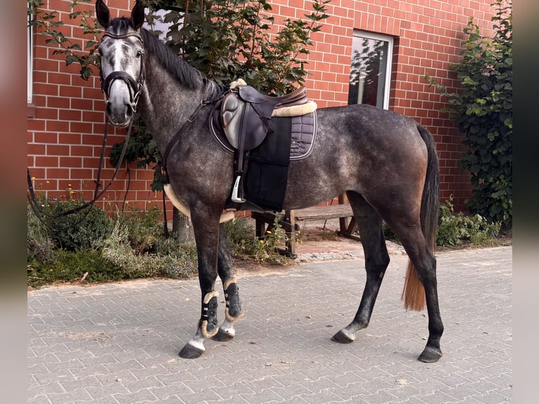 Westfaliano Giumenta 4 Anni 165 cm Grigio pezzato in Telgte