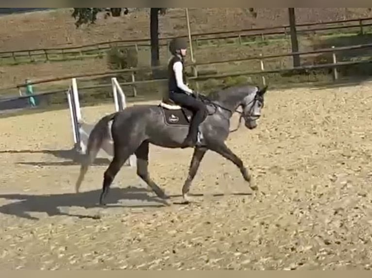 Westfaliano Giumenta 4 Anni 165 cm Grigio pezzato in Telgte