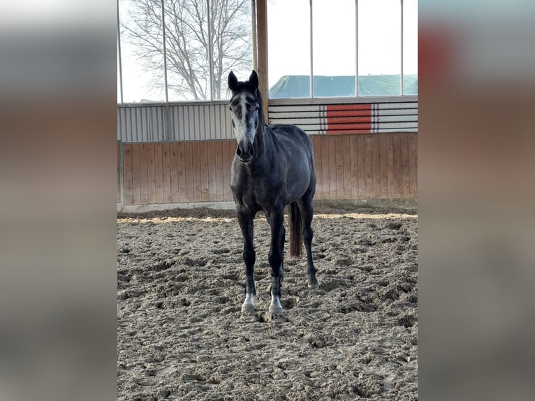 Westfaliano Giumenta 4 Anni 165 cm Grigio pezzato in Telgte
