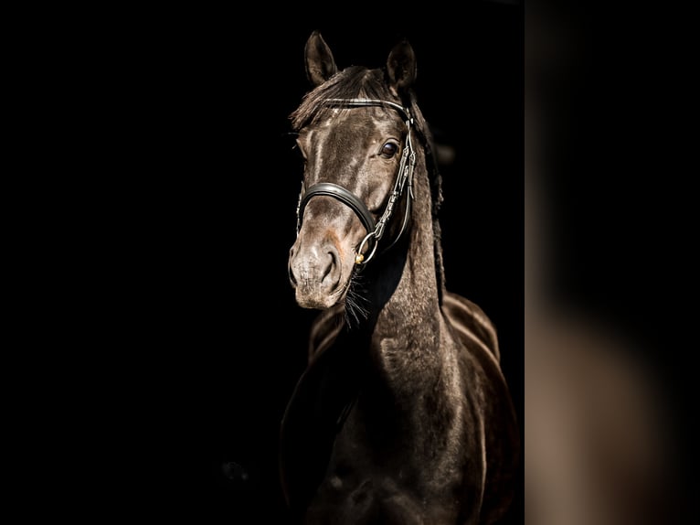 Westfaliano Giumenta 4 Anni 165 cm Morello in Wietze