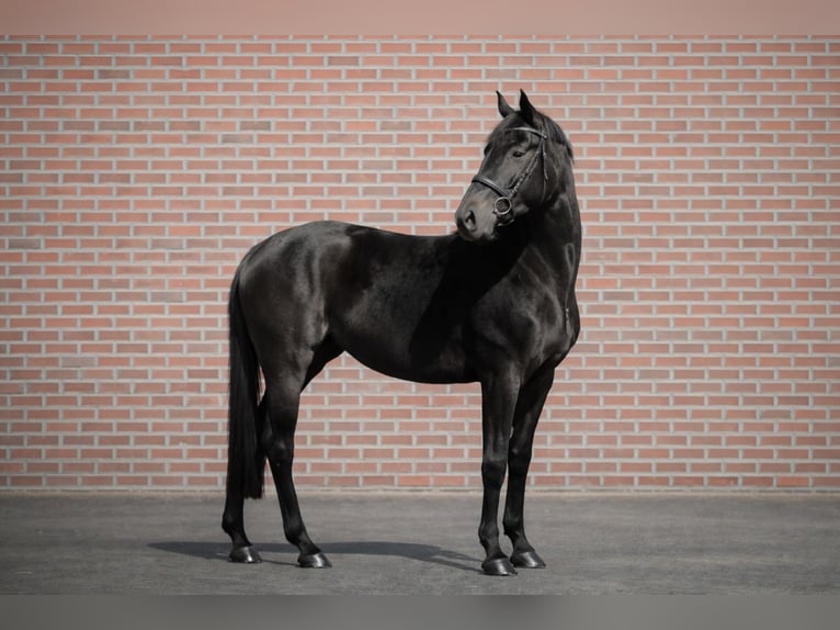 Westfaliano Giumenta 4 Anni 165 cm Morello in Wietze