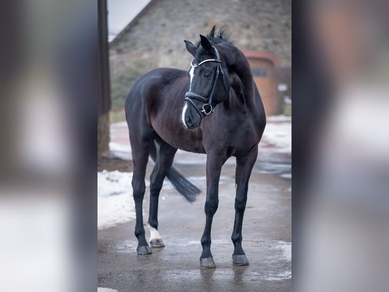 Westfaliano Giumenta 4 Anni 165 cm Morello in Bramsche