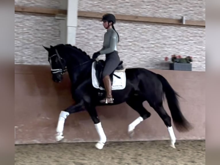 Westfaliano Giumenta 4 Anni 165 cm Morello in Wehringen