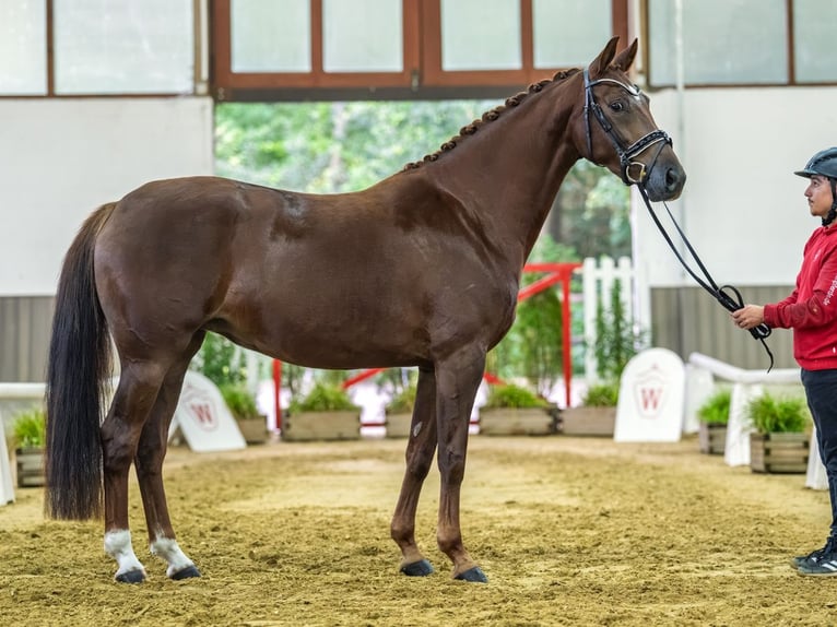 Westfaliano Giumenta 4 Anni 165 cm Sauro in Mnster-Handorf