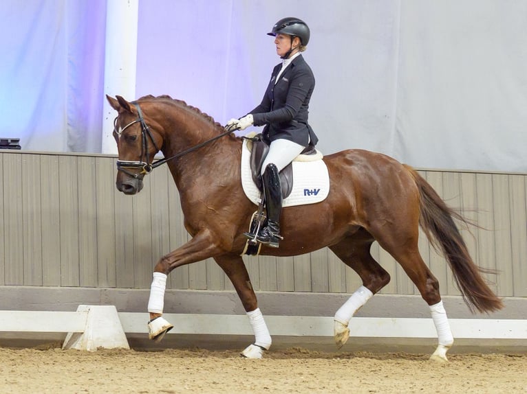 Westfaliano Giumenta 4 Anni 165 cm Sauro in Mnster-Handorf