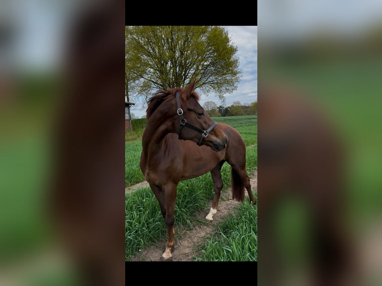 Westfaliano Giumenta 4 Anni 165 cm Sauro scuro in Emsdetten