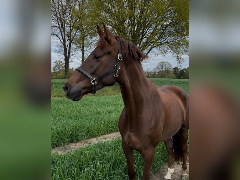 Westfaliano Giumenta 4 Anni 165 cm Sauro scuro in Emsdetten