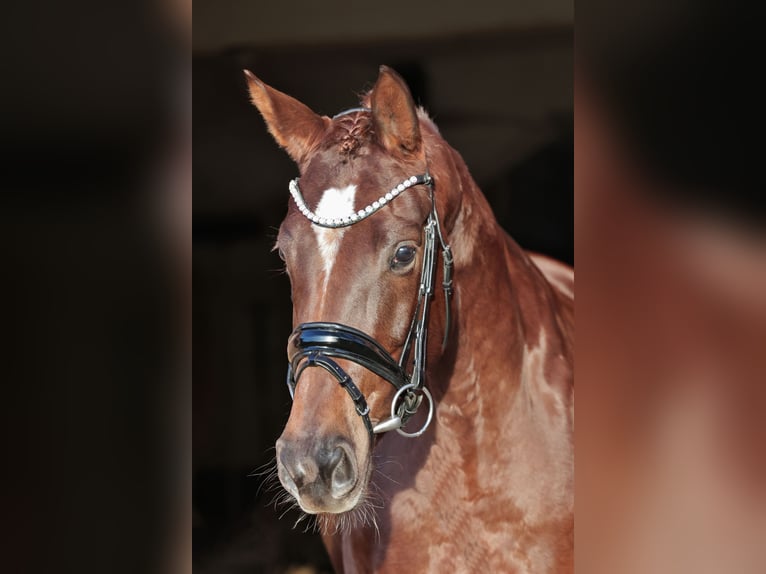 Westfaliano Giumenta 4 Anni 165 cm Sauro scuro in Rheine